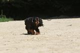 CAVALIER KING CHARLES 027